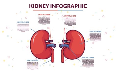 Premium Vector Kidney Infographic Template Illustration