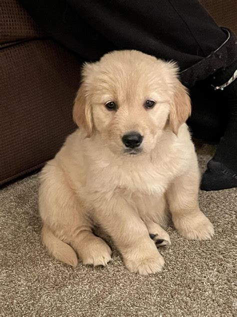 Golden Retriever Overload Say Hello To Harper