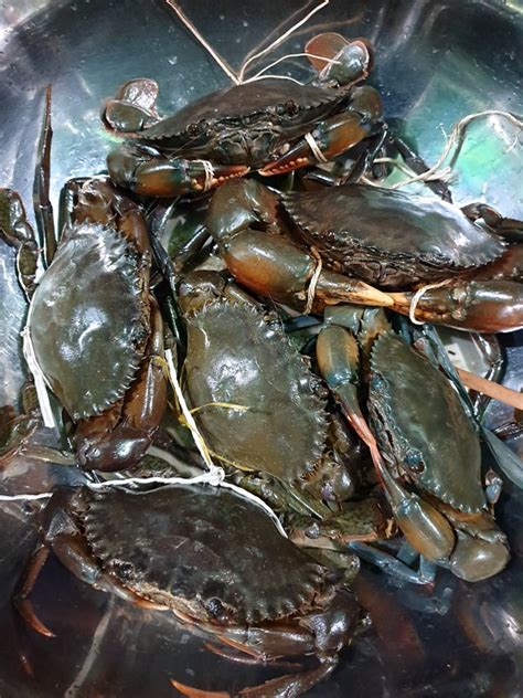 Alimango - Mud Crab – Aling Gemma Online Palengke - Paco Market