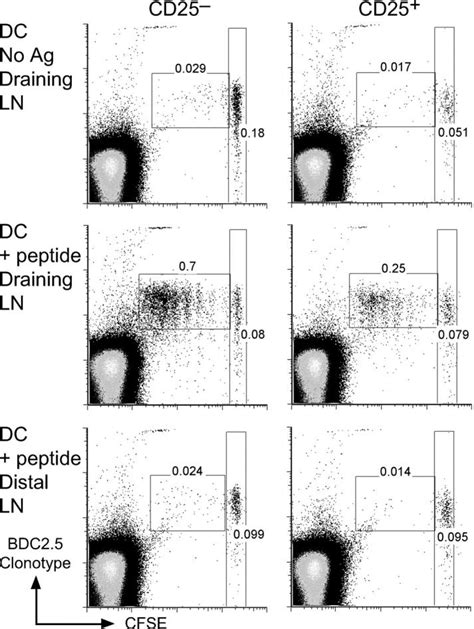 BDC2 5 CD25 CD4 T Cells Proliferate In Vivo CFSE Labeled BDC2 5