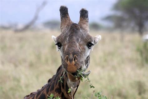 Become aware: Giraffe conservation alert! – Mongabay Kids