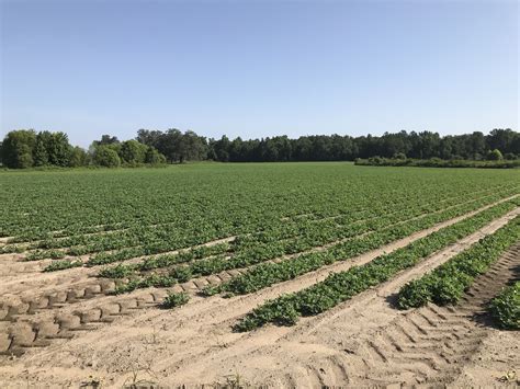 Peanut Farmer Spotlight Josh Davis Of Chipley Florida Florida