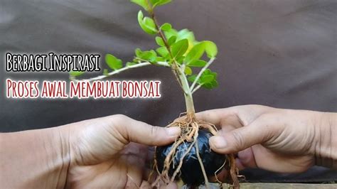 Penanaman Bahan² Bonsai Dari Stek Ranting ridwanbintangbonsai YouTube