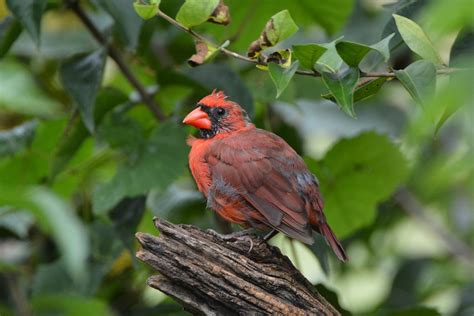 Northern Cardinal By Jackie B Elmore 9 17 2016 Lincoln Co Flickr