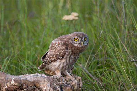 Do Birds Have Ears? Learn All About How Birds Hear - Bird Watching Pro