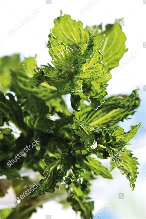 Spearmint Variety Mentha Spicata Var Crispata Editorial Stock Photo