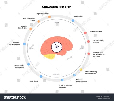 Circadian Rhythm Infographic Poster Melatonin Royalty Free Stock Vector 2170838549