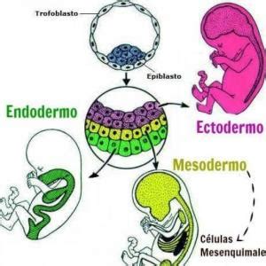 Capas Germinales Coincidencias Juego educativo Biología Mobbyt