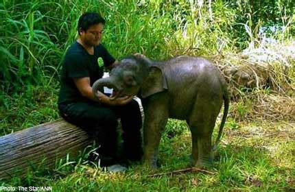 Conservation - Save the Borneo Pygmy Elephant