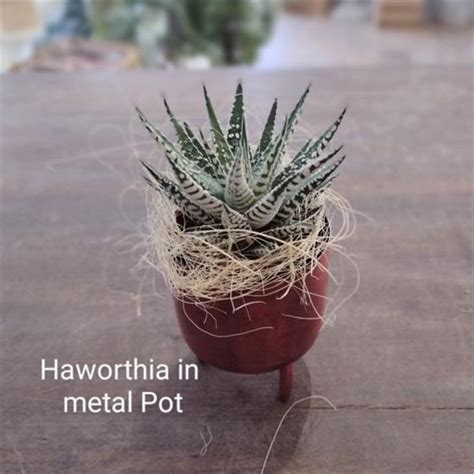 Haworthia In Metal Trypot Libby Ferris Flowers Norwich Florist