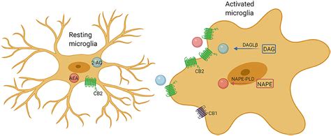 Frontiers Endocannabinoid System Unlocks The Puzzle Of Autism