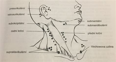 Vyšetření krku Flashcards Quizlet