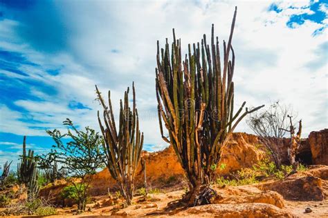 Exotic Wild Plants Growing Among The Sandy Rocks In The Tatacoa Desert