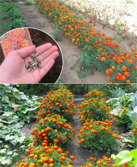 Зачем на огороде высаживать бархатцы и какую пользу они приносят – My CMS