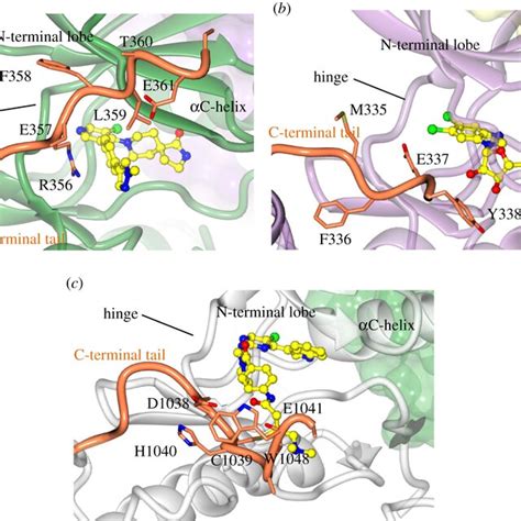 The Cryo Em Structure Of The Cdk Cdc Hsp Complex Both Copies Of