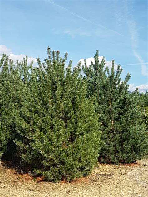 Pinus Sylvestris Gorini Piante