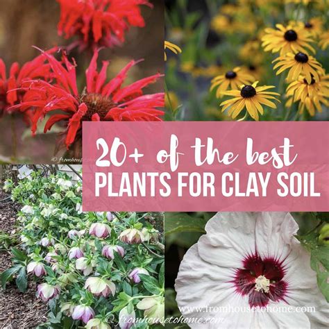 Best Plants For Clay Soil 20 Perennials You Ll Want In Your Garden