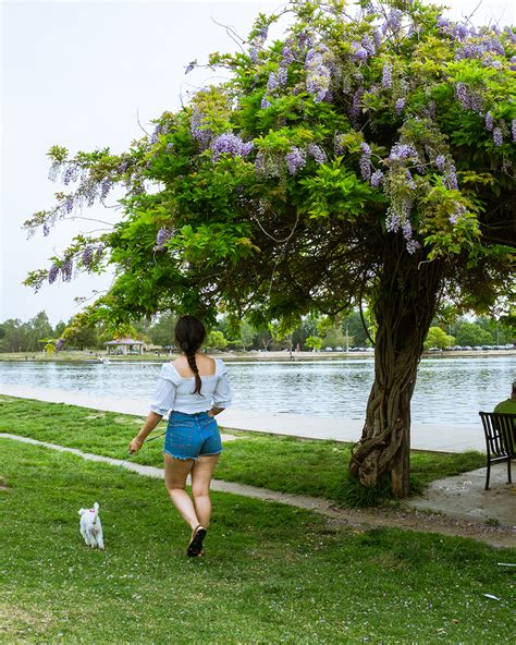 lake balboa park Flowers in southern California - Le Wild Explorer