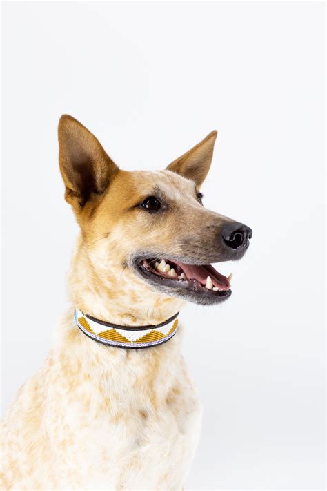 Amber Triangle Dog Collar Australian Cattle Dog Mix Cattle Dogs Mix