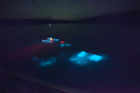 Bioluminescent Mosquito Bay A Magical Nighttime Experience