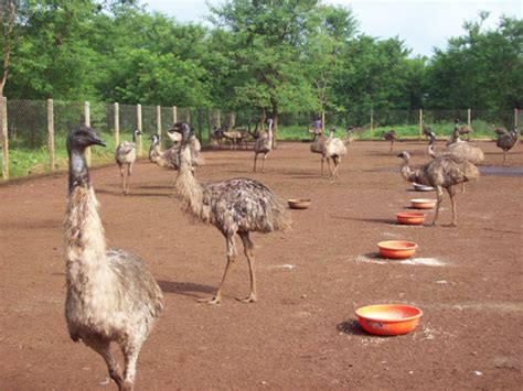 Poultry:: Emu:: Feeding ManagementAnimal Husbandry :: Home