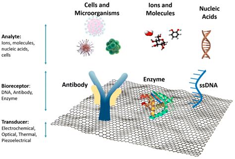 Inorganics Free Full Text Graphene Based Electrochemical Nano