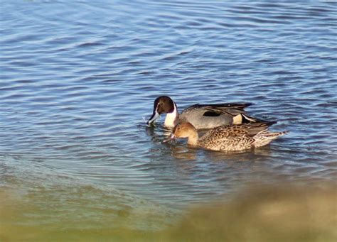 Nature Watch Dabbling In Winter Waterfowl Whidbey Camano Land Trust