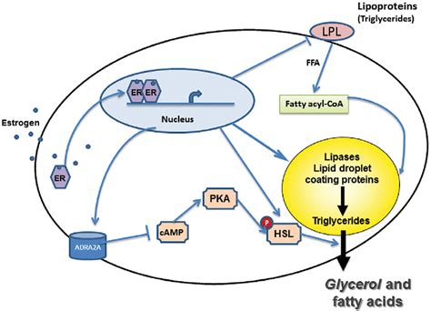 Figure 1 from Implications of estrogen receptor alpha and estrogen ...