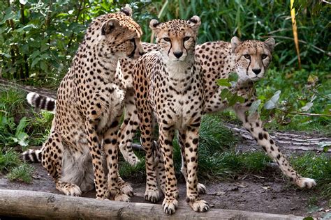 Trio Of Cheetahs Chester Zoo Eddie Evans Flickr