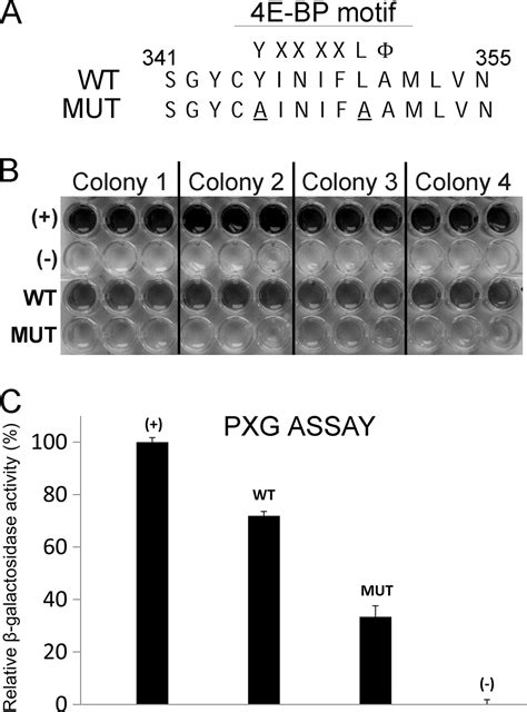 Helper Component Proteinase Of The Genus Potyvirus Is An Interaction