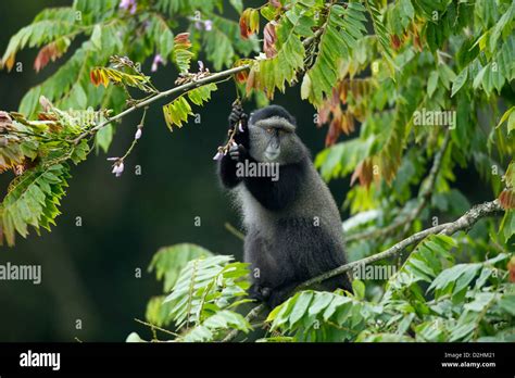 Blue Monkey Rwanda Hi Res Stock Photography And Images Alamy