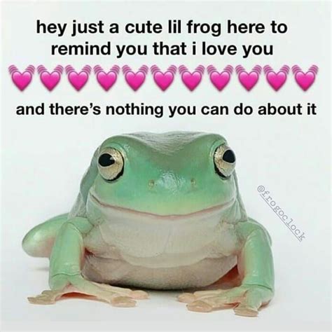 Pet Frogs Frog Meme Wholesome Pictures Funny Sites Videos Funny