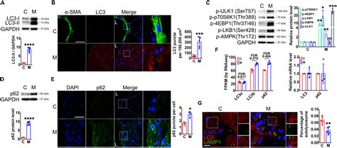 Defective Autophagy Triggered By Arterial Cyclic Stretch Promotes