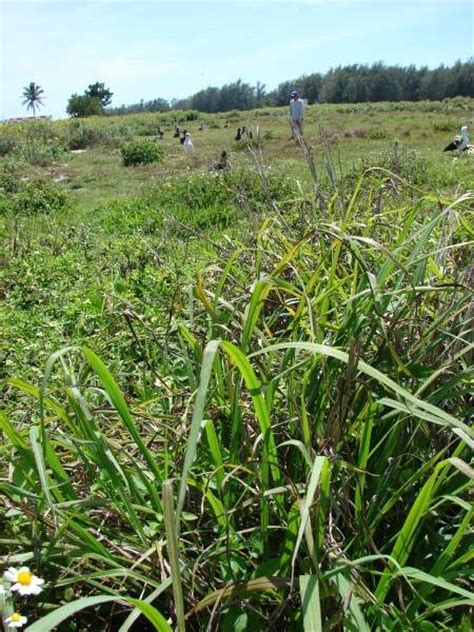 Paspalum Urvillei Steud Vasey S Grass