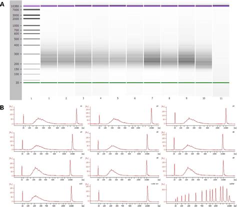 Agilent Bioanalyzer Images From Final Reduced Representation