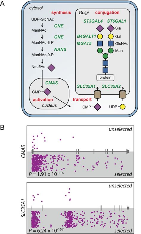 A Haploid Genetic Screen For EV D68 Identifies Genes Involved In