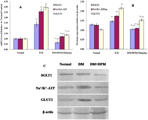 SGLT1 Na K ATPase And GLUT2 Expression Analysis In Jejunum Panel