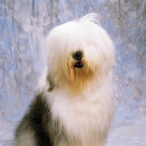 Old English Sheepdog Photograph By The Irish Image Collection