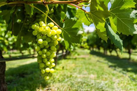 Common Grape Vine - Vitis Vinifera Hedging | Harrods Outdoor