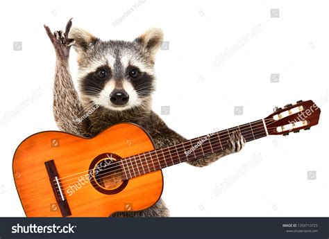 Racoon Playing Guitar Images Stock Photos D Objects Vectors