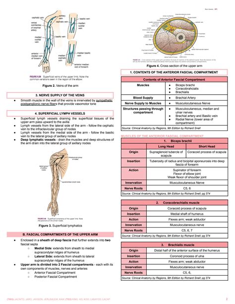 Solution Ana S Acd Arm And Cubital Fossa Studypool