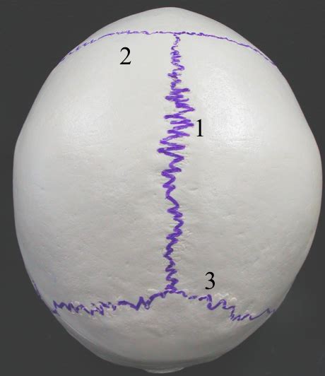 Bones pt. 6 (Cranial Sutures) Diagram | Quizlet