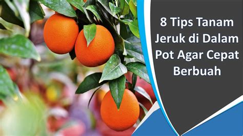 Tips Tanam Jeruk Di Dalam Pot Agar Cepat Berbuah Leoraid