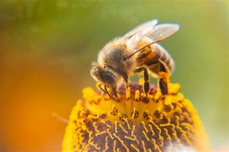 Premium Photo Honey Bee Covered With Yellow Pollen Drink Nectar