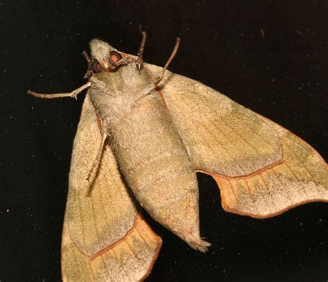 Virginia Creeper Sphinx Darapsa Myron BugGuide Net