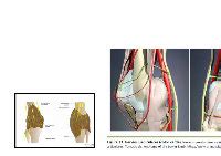 PDF Anatomia Nervio Safeno Y Geniculares Rodilla DOKUMEN TIPS