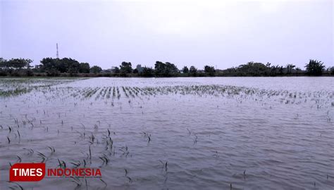 Ratusan Hektare Sawah Di Cirebon Terancam Gagal Panen Petani Minta