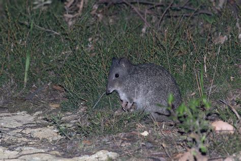 Long Nosed Potoroo Potorous Tridactylus Tasman Peninsula Flickr