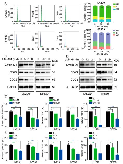 Um Regulates The Glioma Cell Cycle A Ln And Sf Cells Were