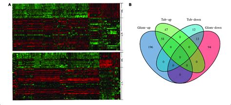 The Hierarchical Clustering Heat Maps And Venn Diagrams A The Heat Download Scientific